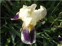 77e34912-Picture 004.jpg